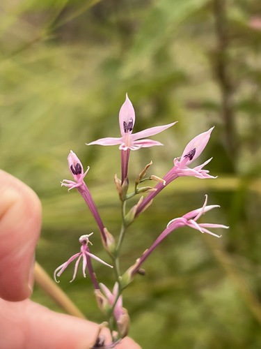 Radinosiphon leptostachya image