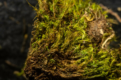 Dicranum brevifolium observed 2022-07-30