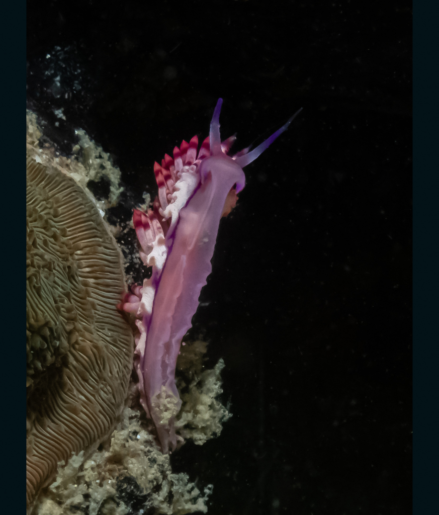 Coryphellina flamma