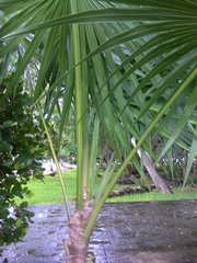 Thrinax radiata