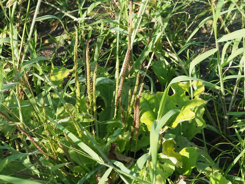 Plantago major observed 2023-03-07