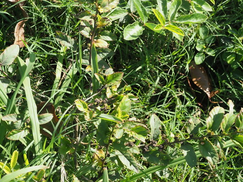 Sida planicaulis, photograph 4