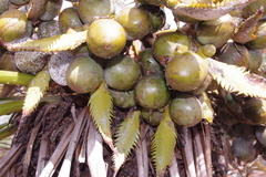 Cycas yorkiana