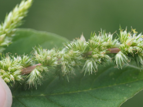 Amaranthus retroflexus, 2023-03-07
