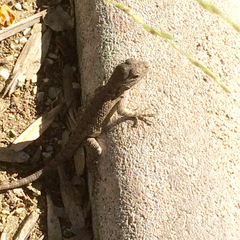 Sceloporus occidentalis