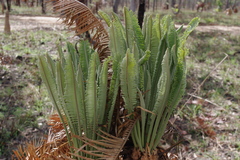 Cycas yorkiana