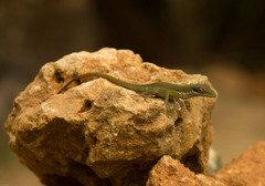 Anolis chlorocyanus