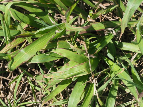 Image of Paspalum paniculatum by (c) Kevin Faccenda, some rights reserved (CC BY)