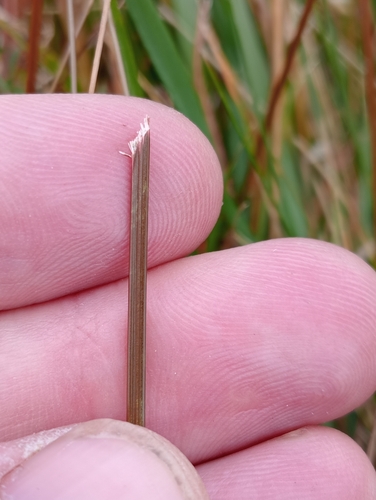 Image of Carex punicea by (c) Joe Potter Butler, some rights reserved (CC BY)