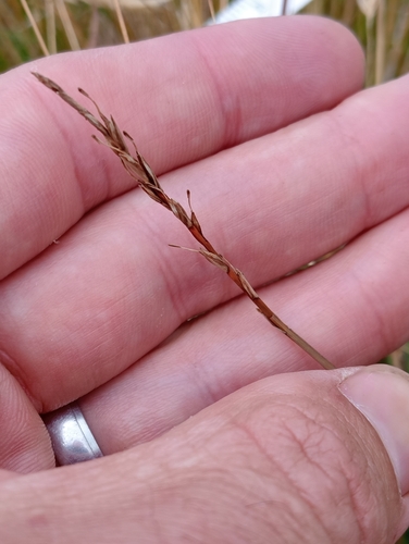 Image of Carex punicea by (c) Joe Potter Butler, some rights reserved (CC BY)