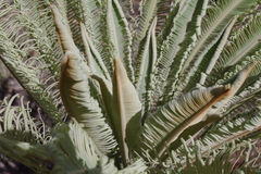Cycas yorkiana