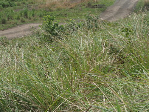 thick ditch crowngrass (Paspalum arundinaceum)