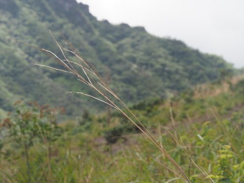 Image of Paspalum arundinaceum by (c) Kevin Faccenda, some rights reserved (CC BY)