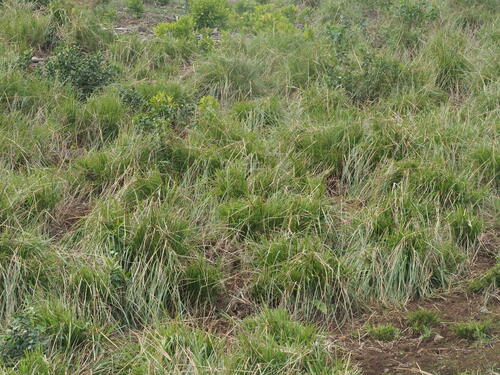Image of Paspalum arundinaceum by (c) Kevin Faccenda, some rights reserved (CC BY)
