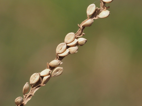 Image of Paspalum arundinaceum by (c) Kevin Faccenda, some rights reserved (CC BY)