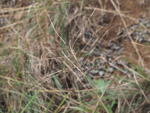 Image of Paspalum arundinaceum by (c) Kevin Faccenda, some rights reserved (CC BY)