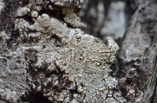 Sarea difformis image