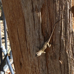 Sceloporus occidentalis