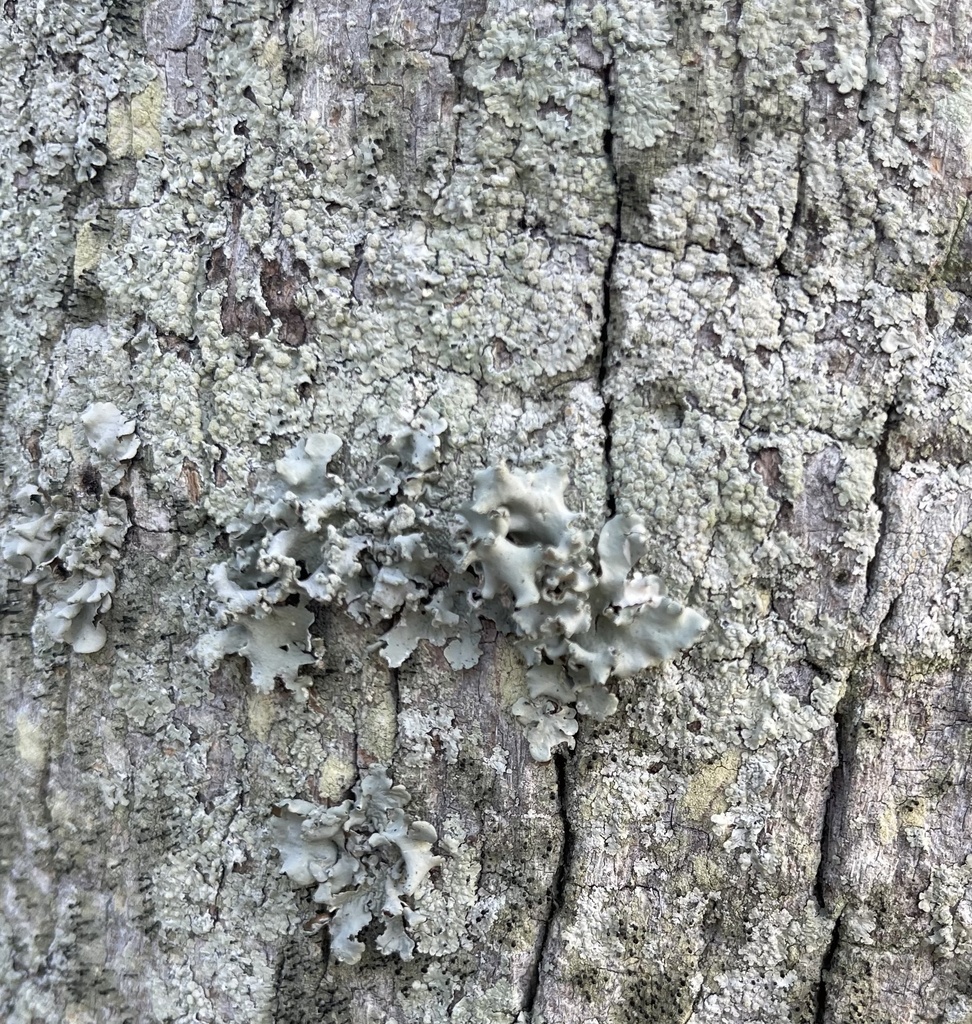 Ruffle Lichens from University of South Florida, Tampa, FL, US on March ...