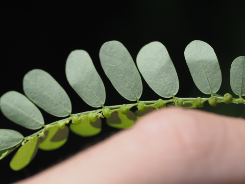 Phyllanthus amarus iNat (1)