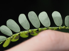 Chamber bitter (Phyllanthus amarus)