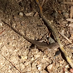Sceloporus occidentalis