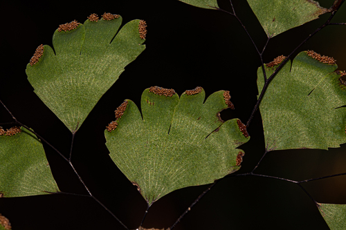 black maidenhair fern