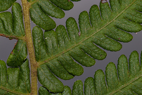 Christella gueintziana image