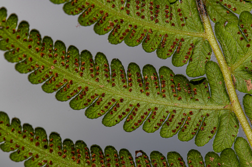 Christella gueintziana image