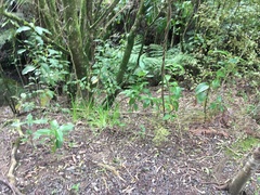 Parsonsia heterophylla