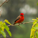 Austral Vermilion Flycatcher - Photo (c) Daniel Alejandro Paiz, some rights reserved (CC BY-NC), uploaded by Daniel Alejandro Paiz