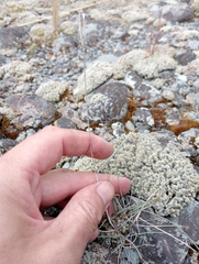 Curly Anthosachne (Anthosachne falcis)