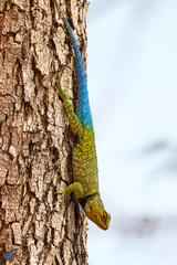 Sceloporus formosus