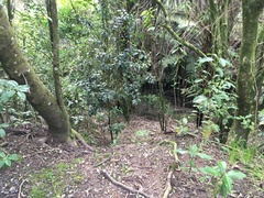 Hedycarya arborea