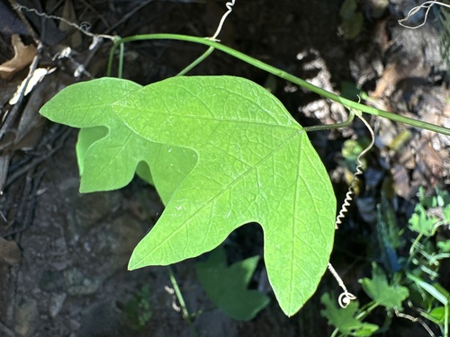 Passiflora cinnabarina (Passiflora cinnabarina)