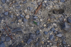 Cicindela patruela