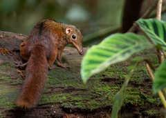 Large Treeshrew photo 2