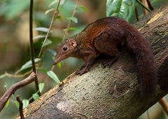 Large Treeshrew photo 3