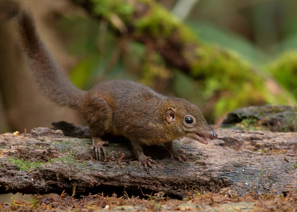 Mountain Treeshrew