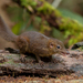 Mountain Treeshrew - Photo (c) ayuwat, some rights reserved (CC BY-NC)