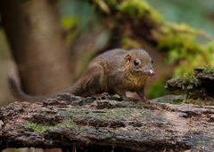 Mountain Treeshrew photo 2