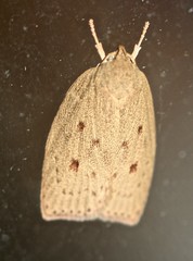 Euchaetis cryptorrhoda