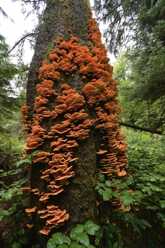 Conifer Chicken of the Woods