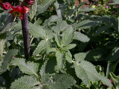 Scrophularia calliantha image
