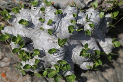 Pachypodium brevicaule image