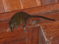 Bornean Smooth-Tailed Treeshrew photo 3
