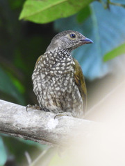 Spotted Honeyguide photo 2
