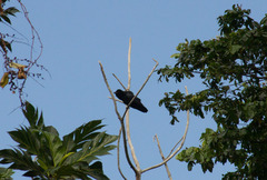 Corvus leucognaphalus