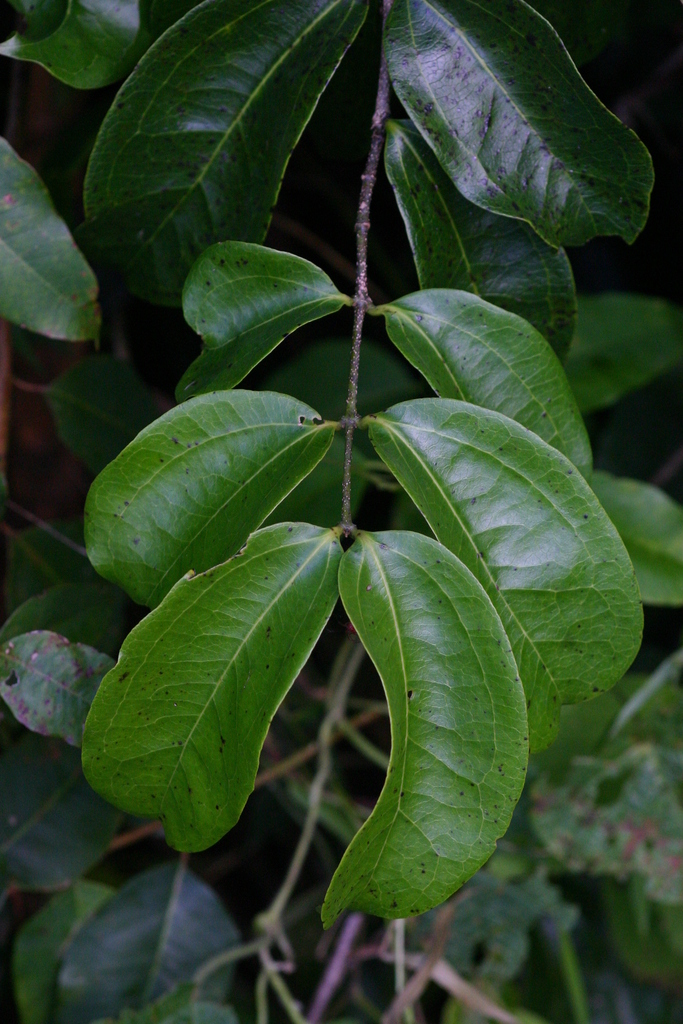 Strychnos lucens