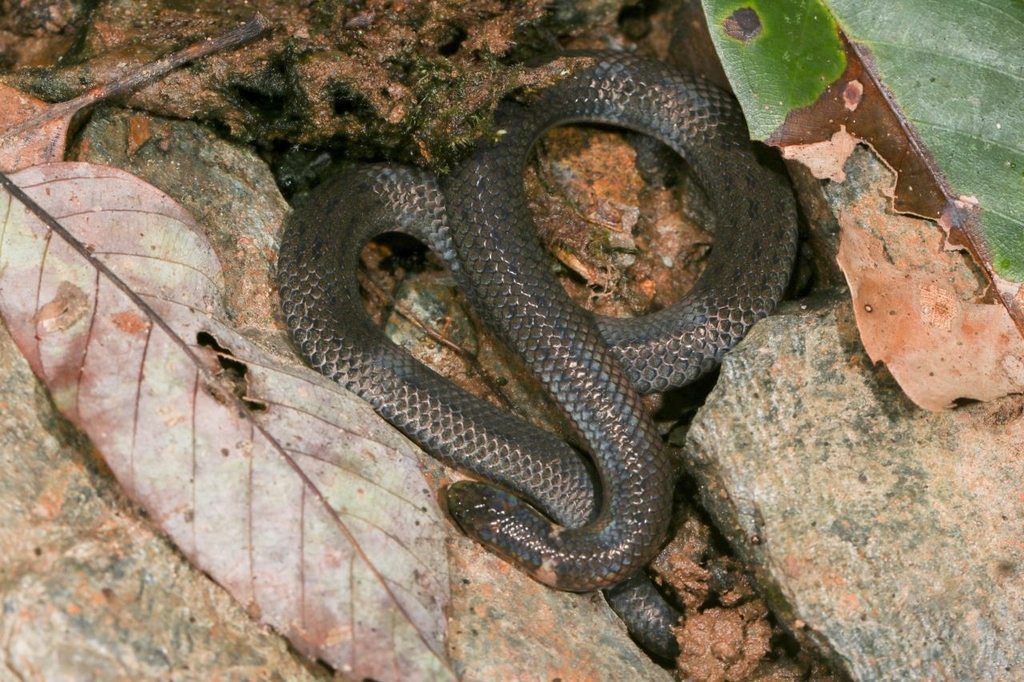 Northern Reed Snake from 卧龙谷停车场 on June 17, 2022 by guanchayuan ...